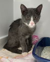adoptable Cat in colonia, NJ named Grey2