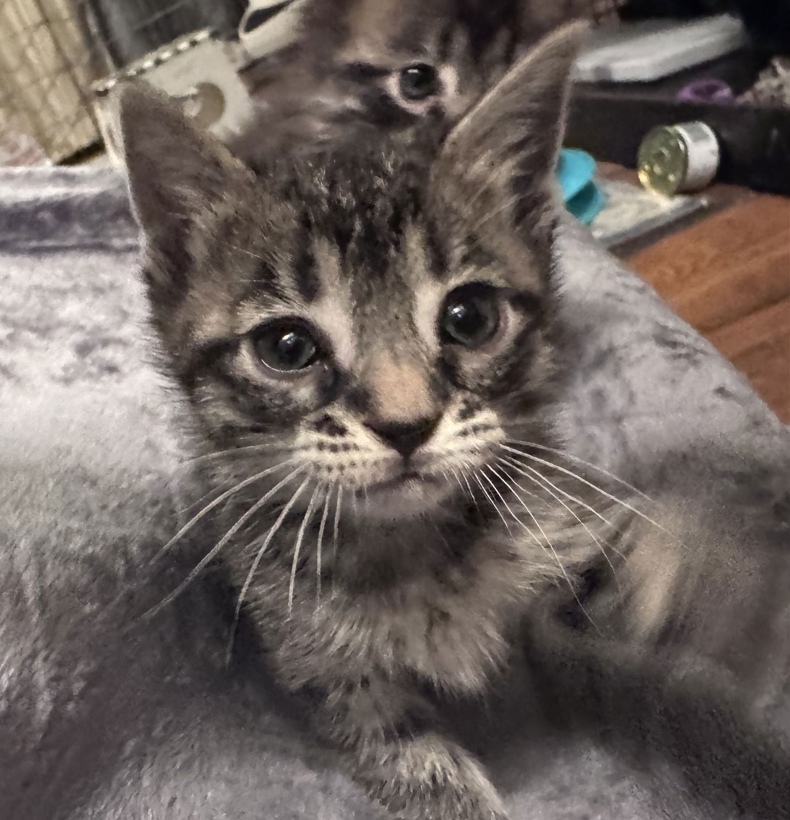 adoptable Cat in Colonia, NJ named Laa Laa