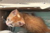 adoptable Cat in colonia, NJ named Leo