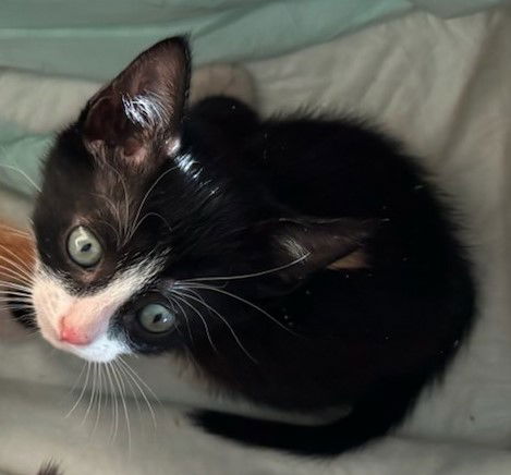 adoptable Cat in Colonia, NJ named Theo