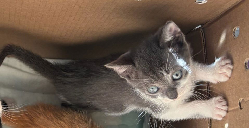 adoptable Cat in Colonia, NJ named Cleo