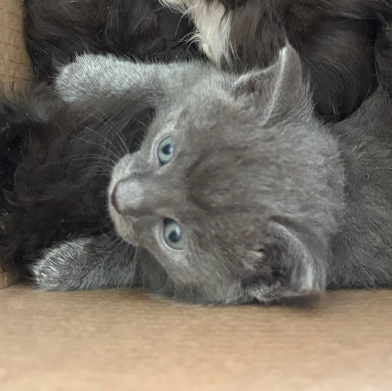 adoptable Cat in Colonia, NJ named Volchok (little wolf)