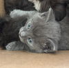 adoptable Cat in  named Volchok (little wolf)