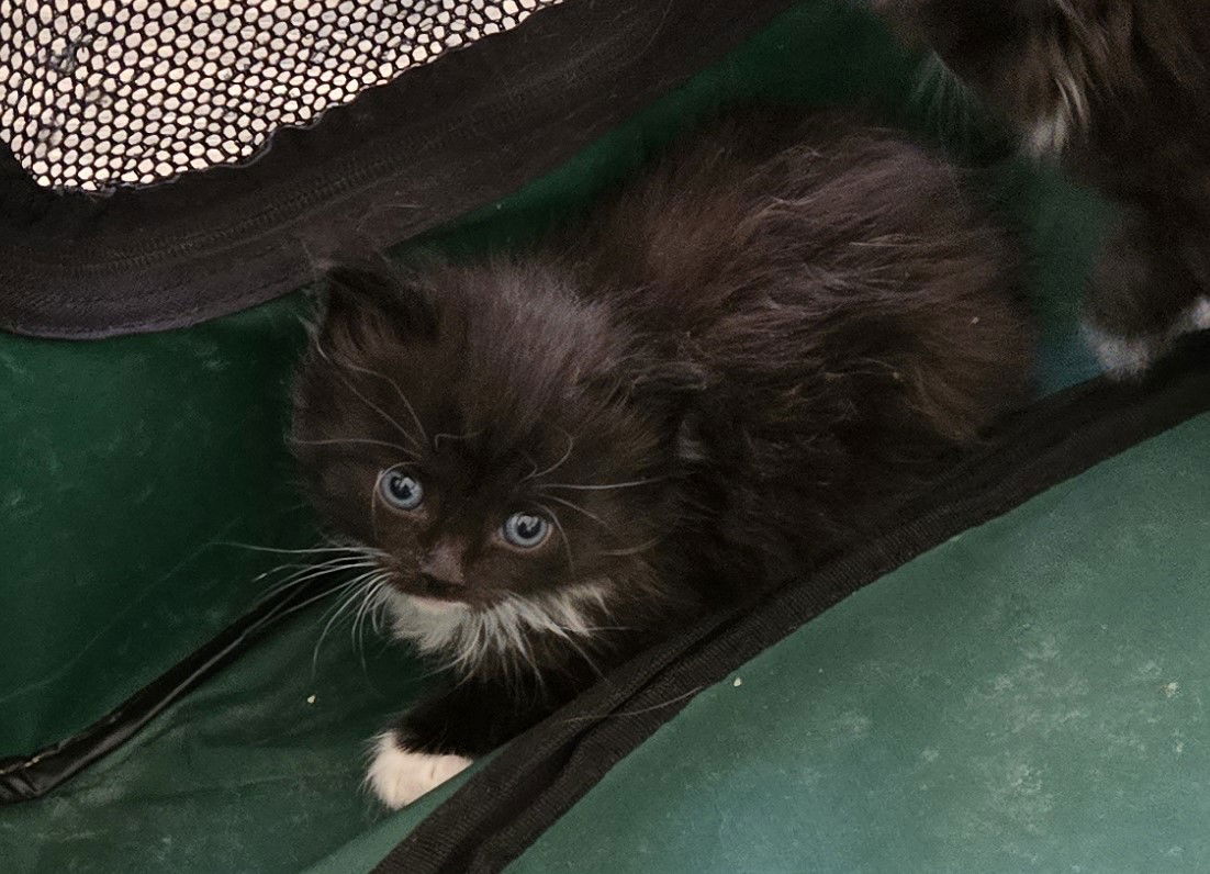 adoptable Cat in Colonia, NJ named Lisichka (little fox)