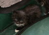 adoptable Cat in colonia, NJ named Lisichka (little fox)