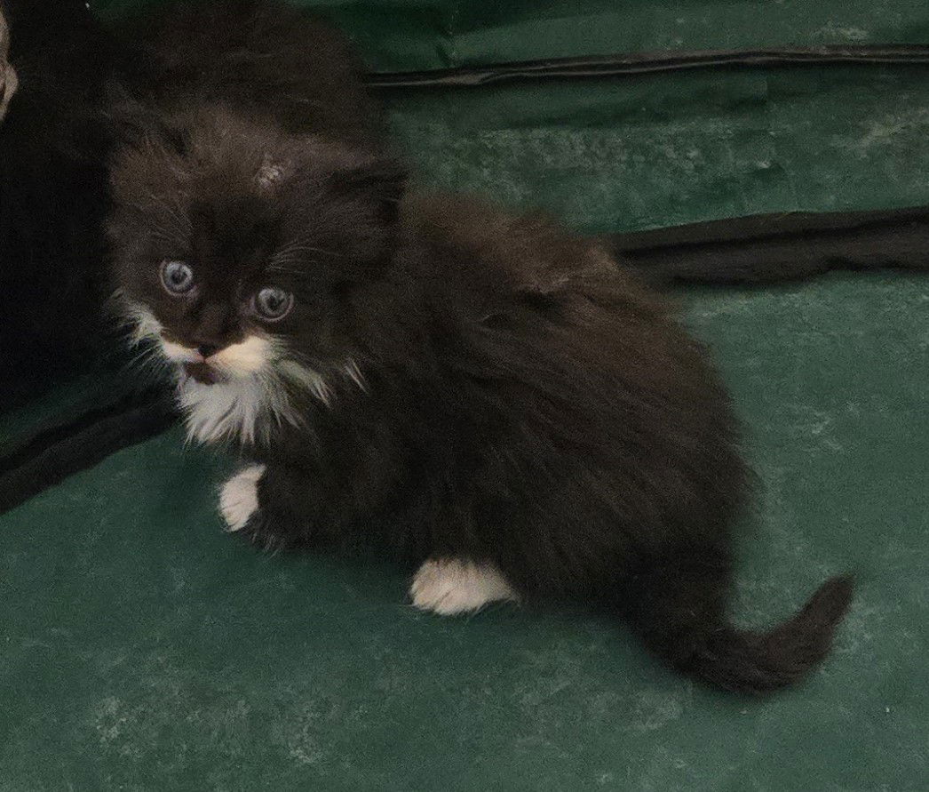 adoptable Cat in Colonia, NJ named Mishka (little bear)