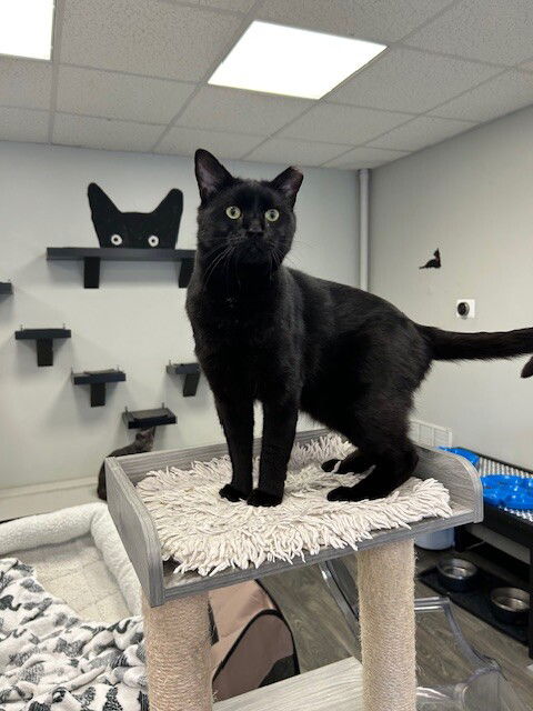 adoptable Cat in Colonia, NJ named Licorice2