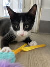 adoptable Cat in Colonia, NJ named Pendant