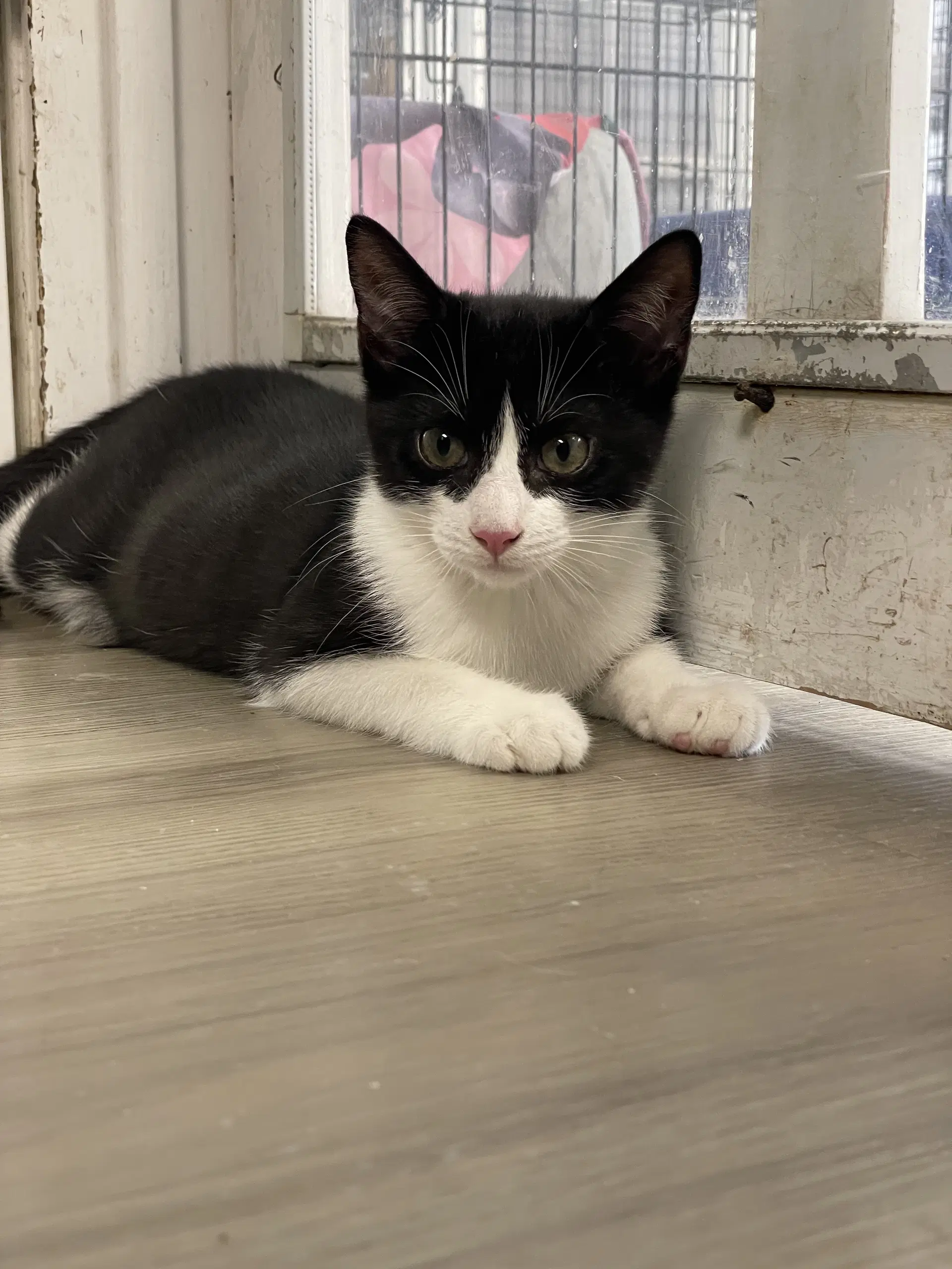 Signet - Domestic Short Hair