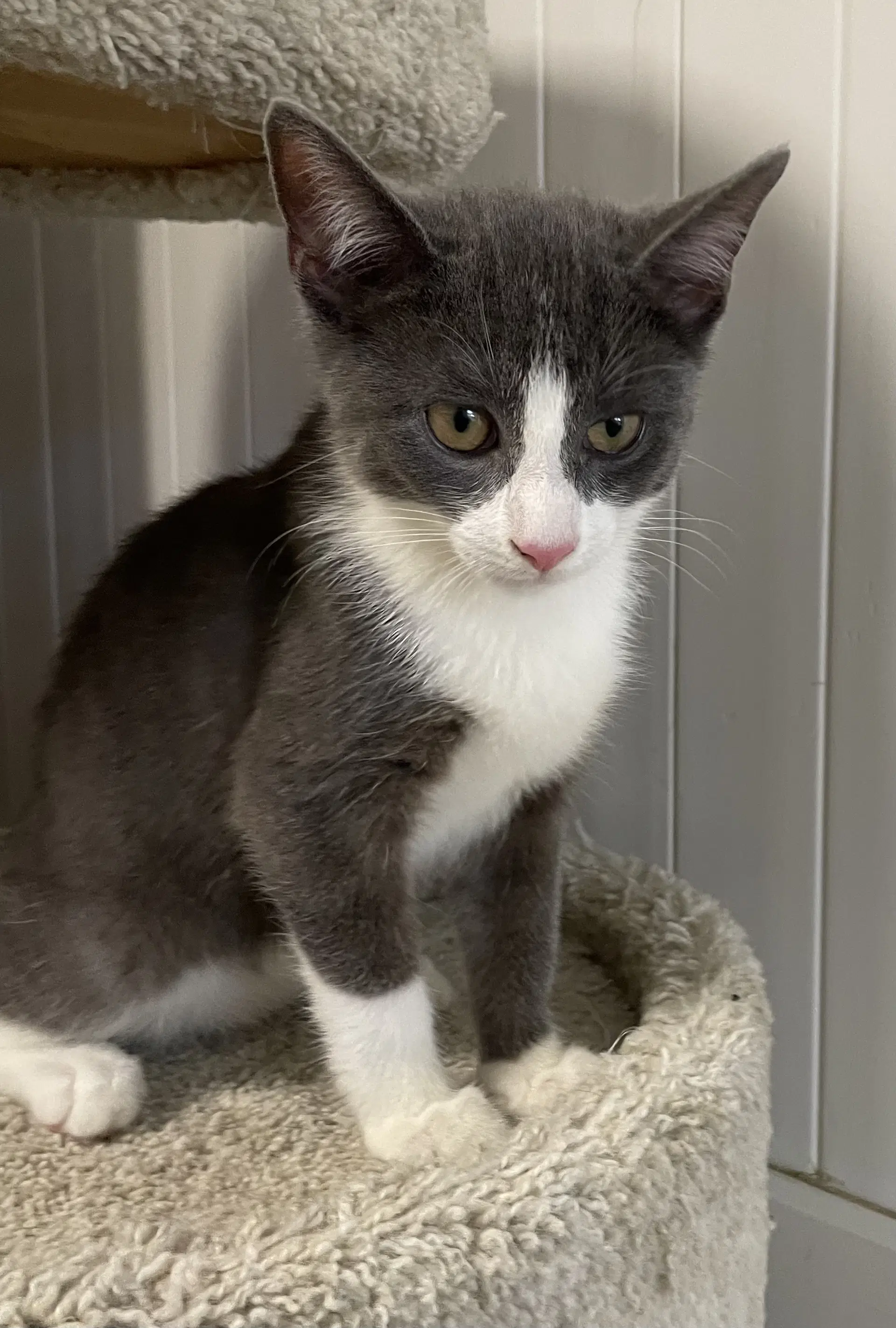 Cameo - Domestic Short Hair