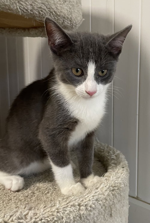 picture of the cat needing adoption
