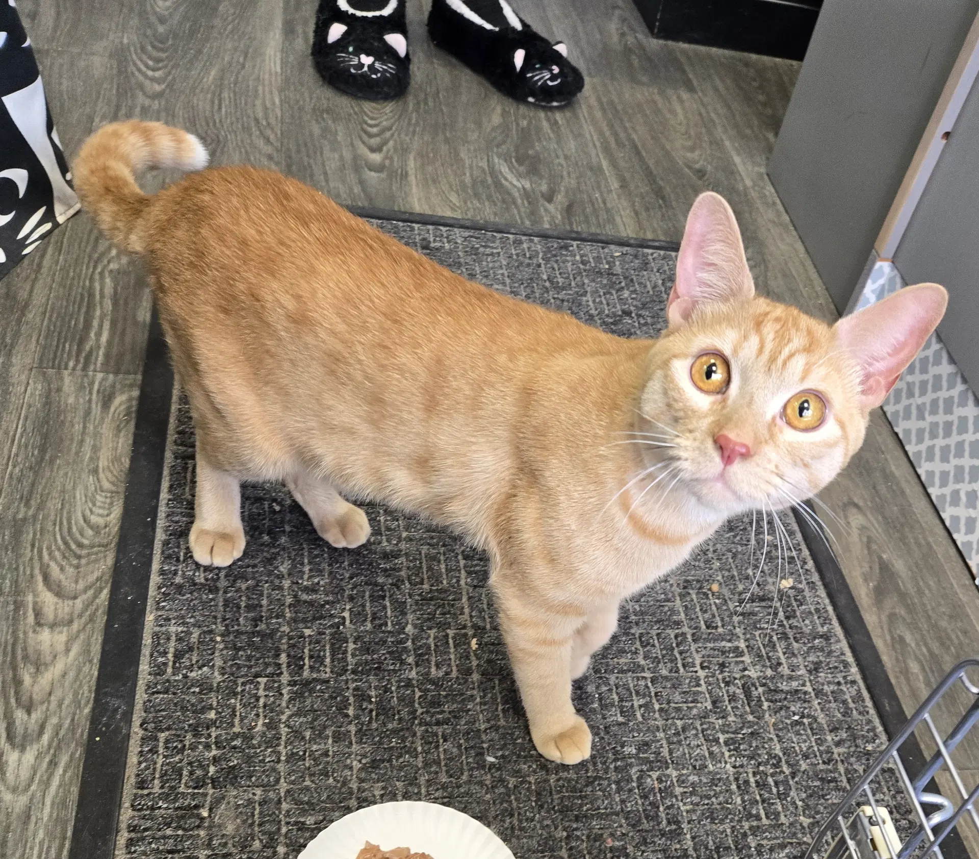 Cheeto - Domestic Short Hair