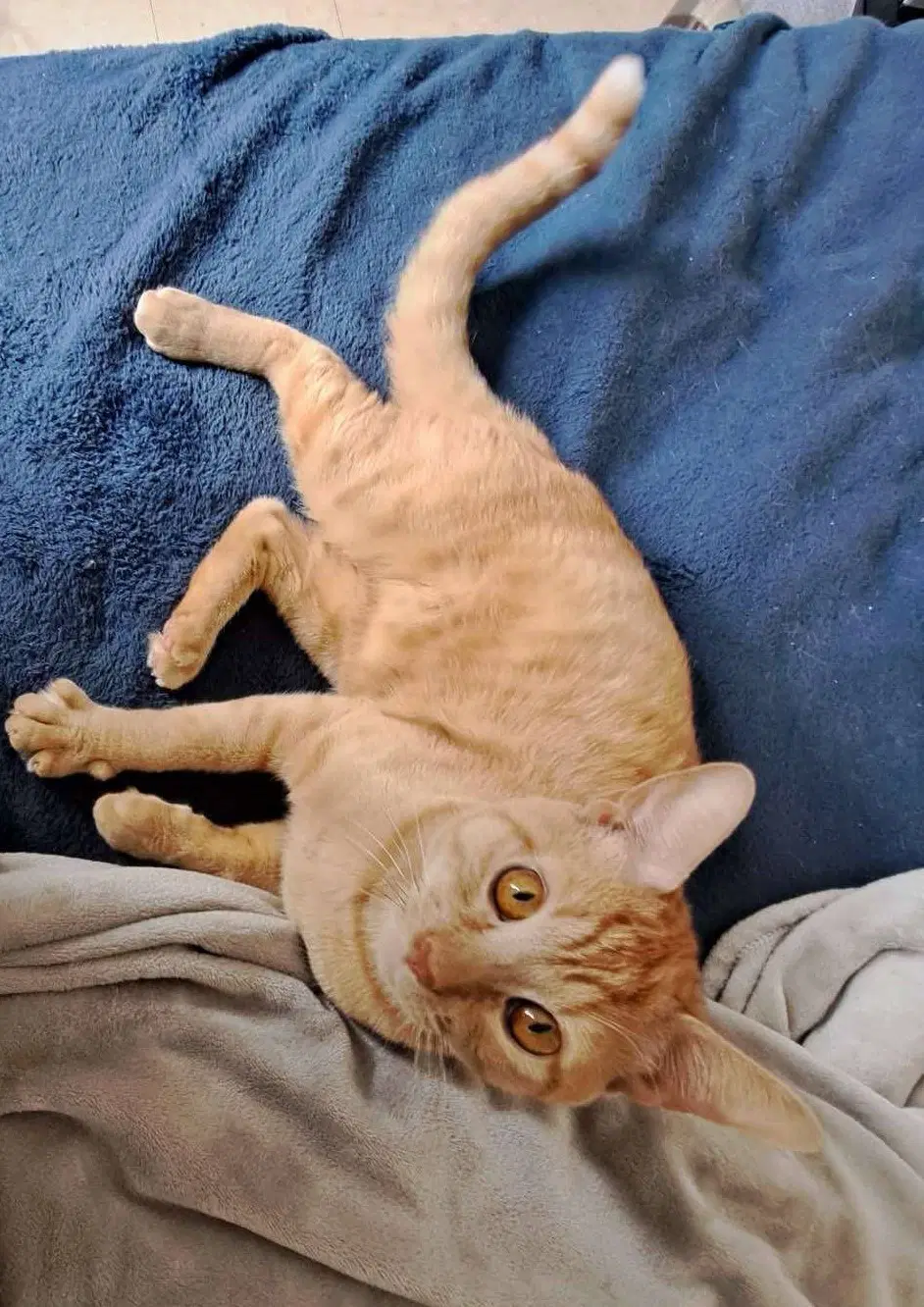 Cheeto image 2