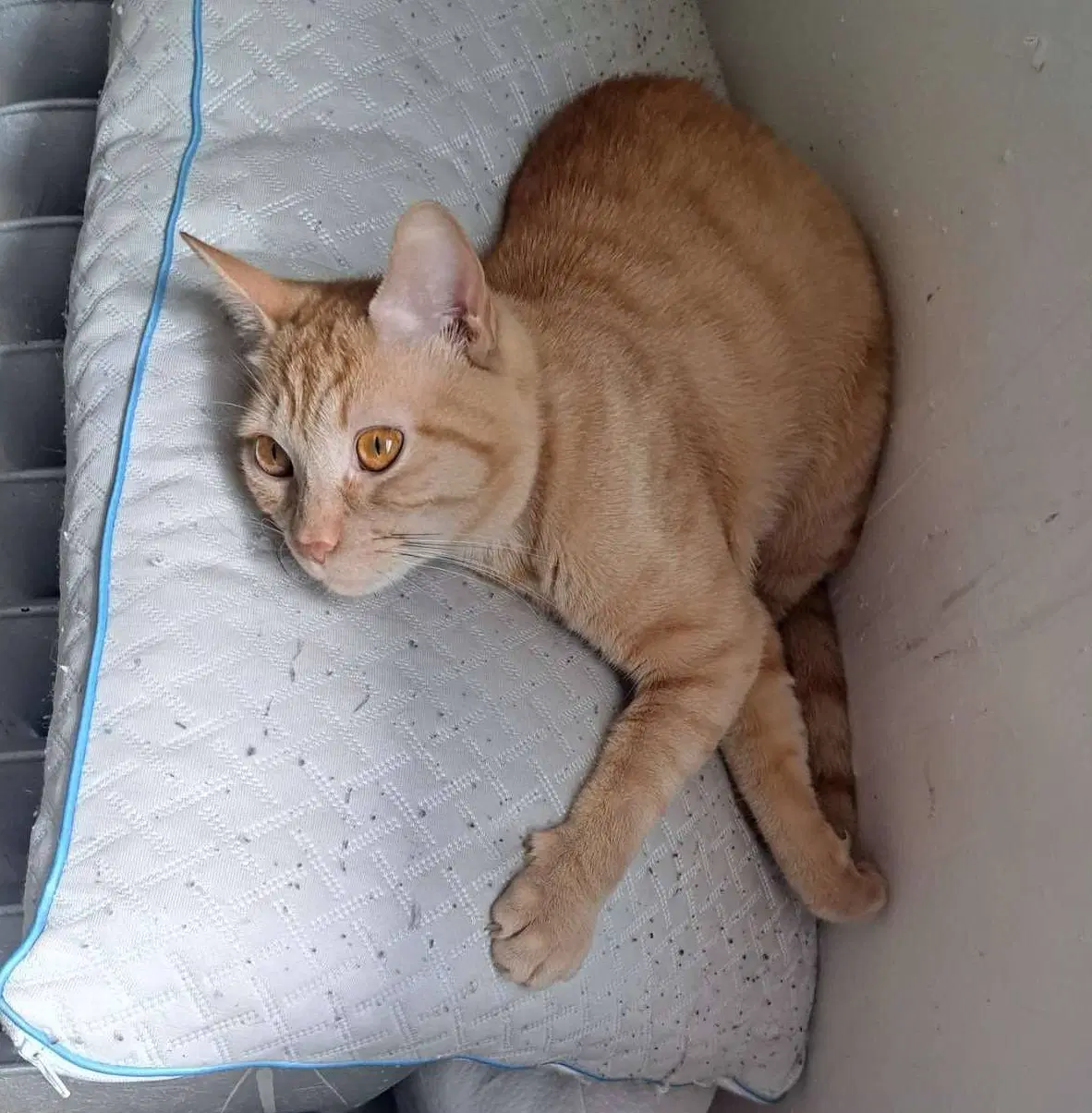 Cheeto image 3