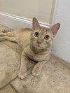 Cheeto3 - Photo 4