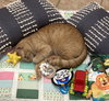 Cheeto3 - Photo 5