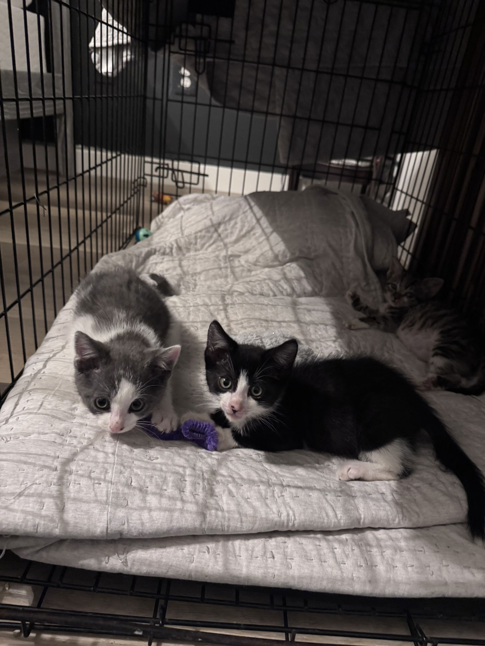 adoptable Cat in Colonia, NJ named Linen