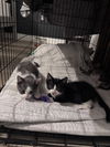 adoptable Cat in colonia, NJ named Linen