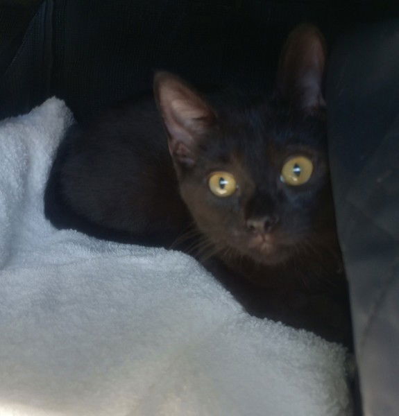 adoptable Cat in Colonia, NJ named Echo