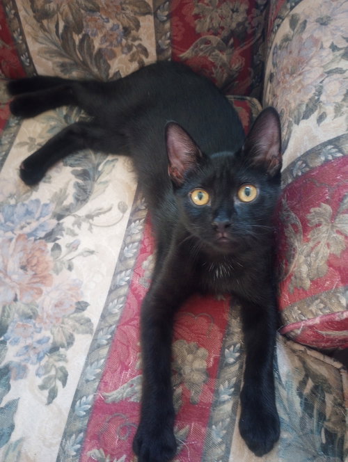 picture of the cat needing adoption