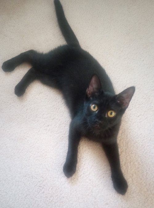 ECHO - Domestic Short Hair available for adoption