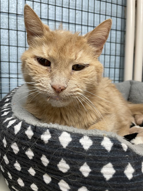 picture of the cat needing adoption