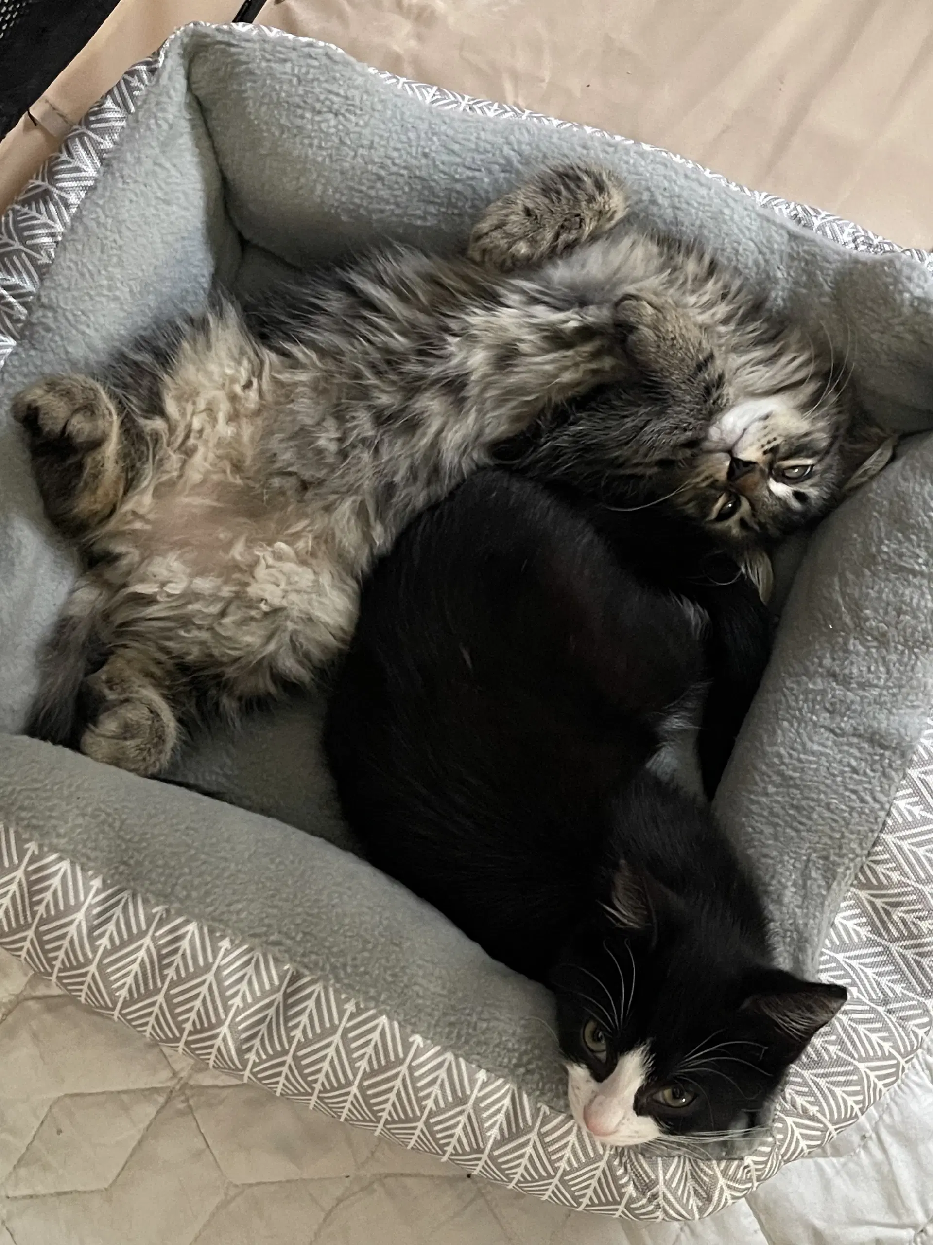 Squeak - Domestic Long Hair
