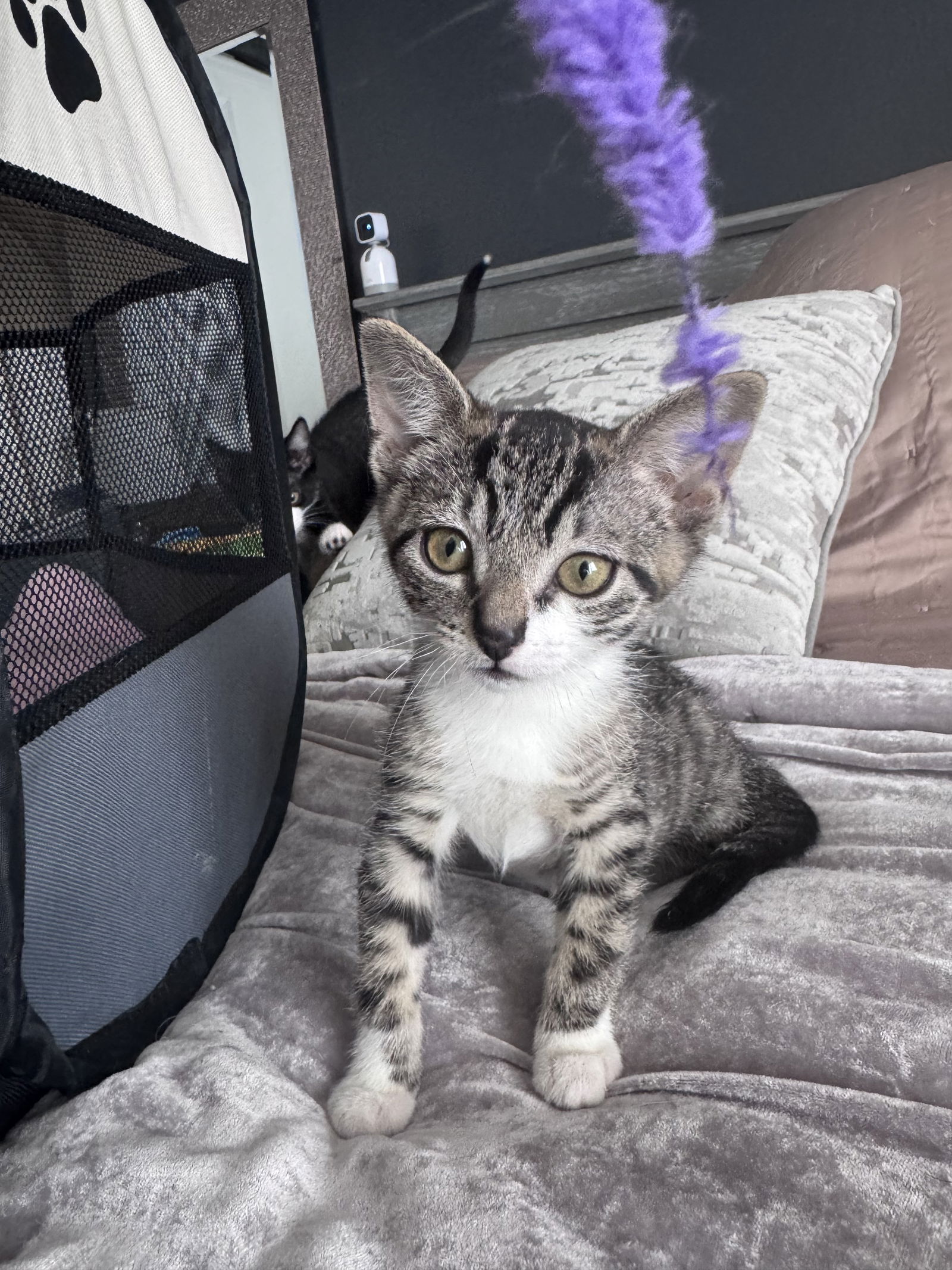 adoptable Cat in Colonia, NJ named Polly2