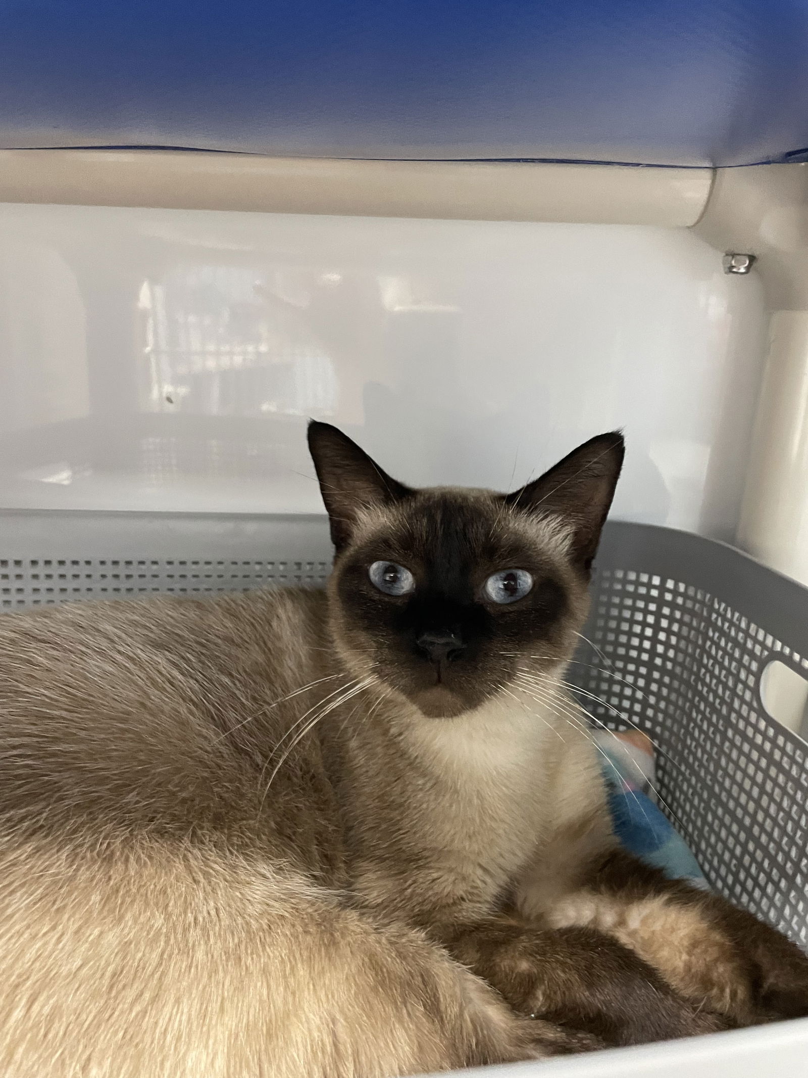 adoptable Cat in Colonia, NJ named Tia2