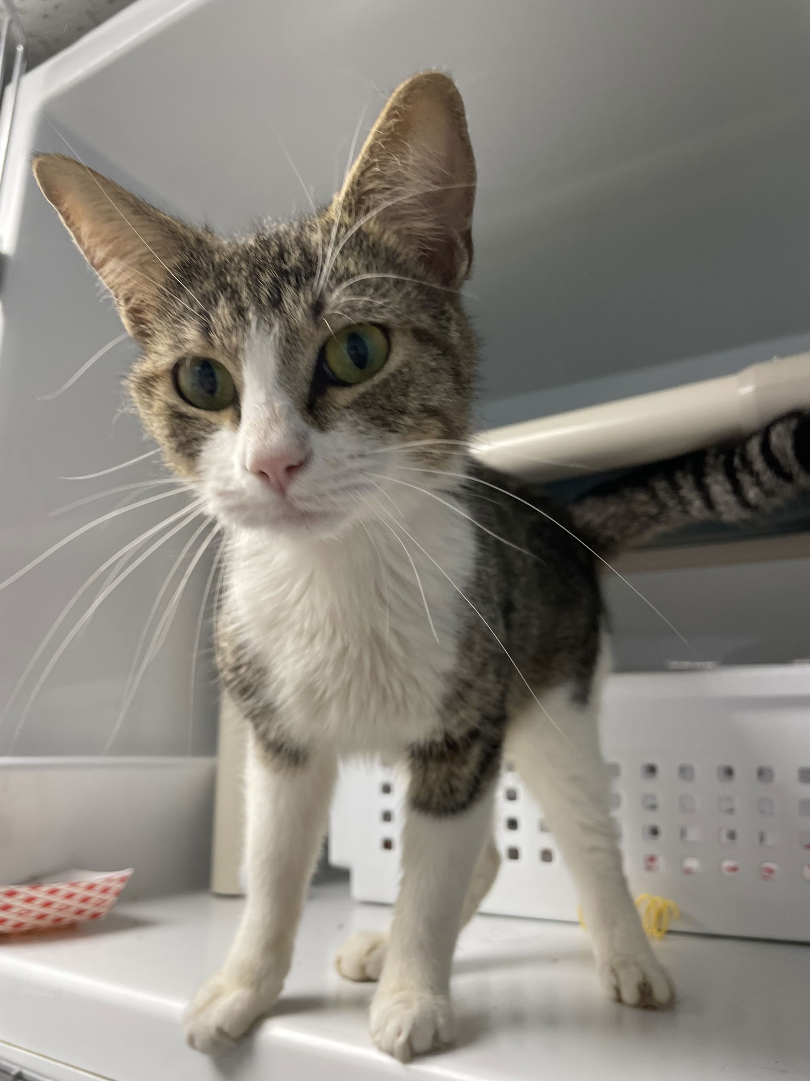 adoptable Cat in Colonia, NJ named Grace