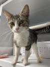 adoptable Cat in colonia, NJ named Grace