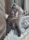 adoptable Cat in colonia, NJ named Lavender