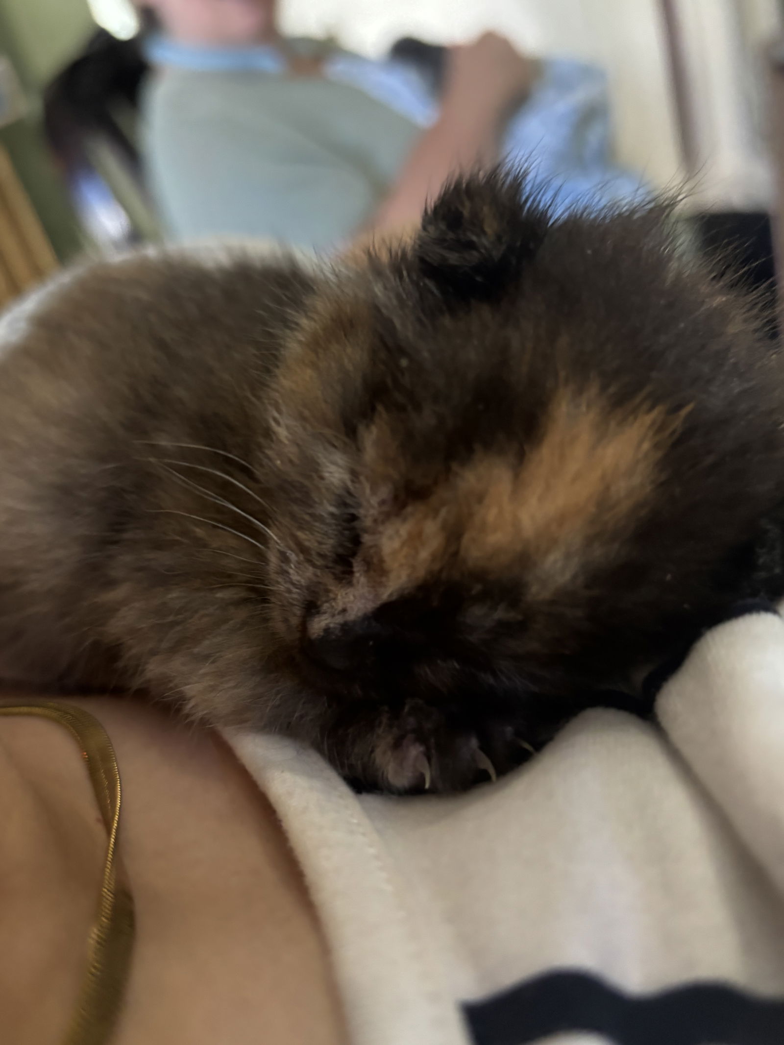 adoptable Cat in Colonia, NJ named Rose