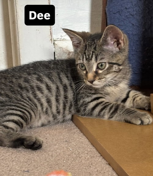 picture of the cat needing adoption