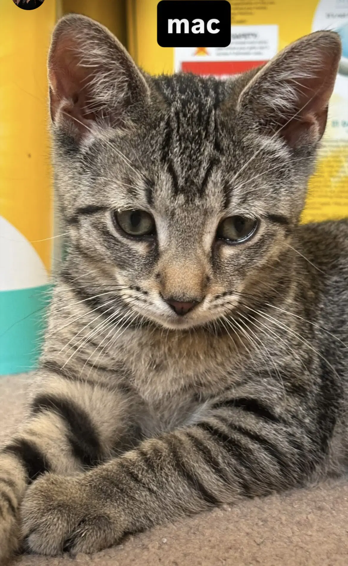 Mac - Domestic Short Hair