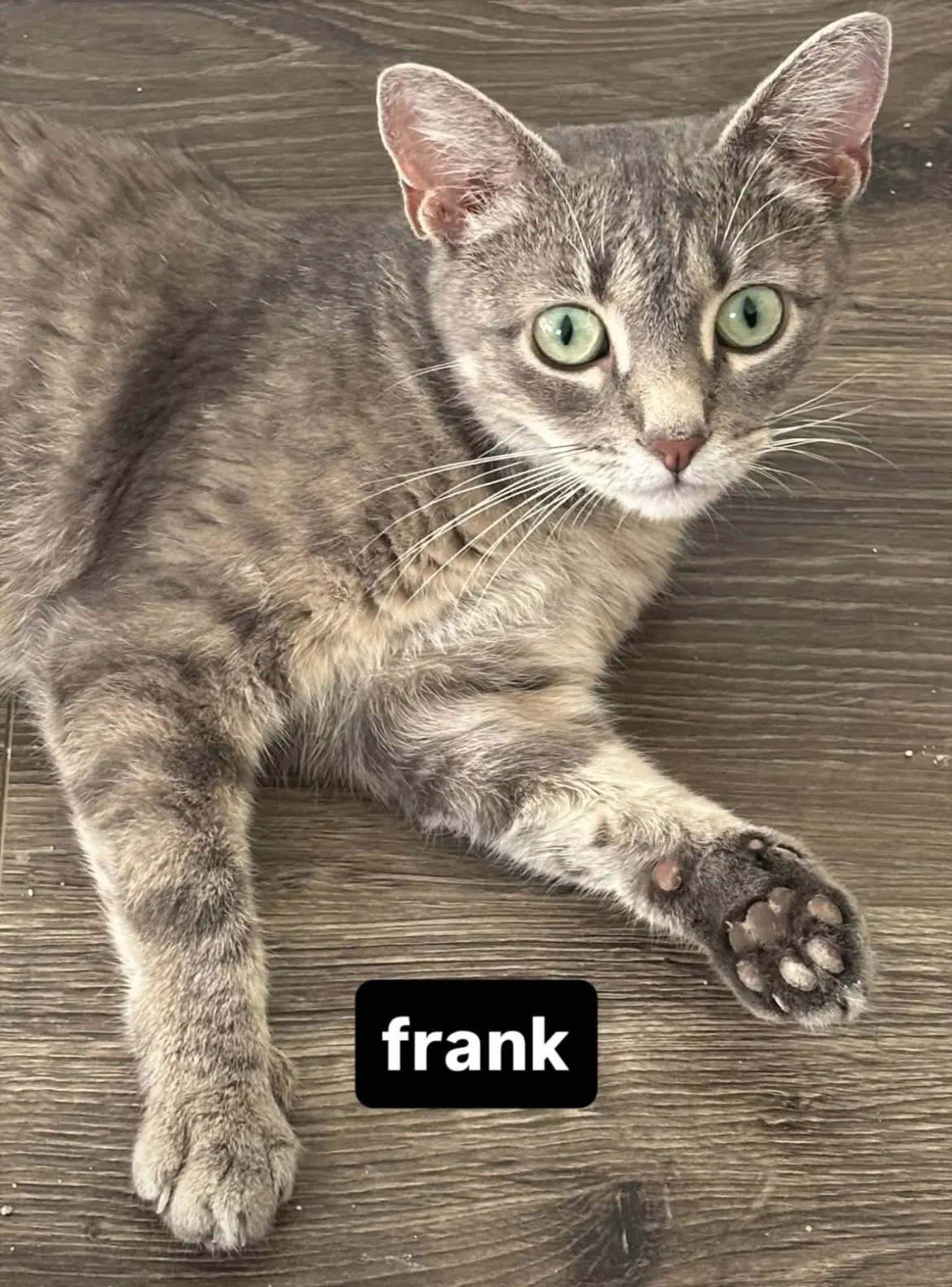 Frank Aka Frankie Female - Domestic Short Hair
