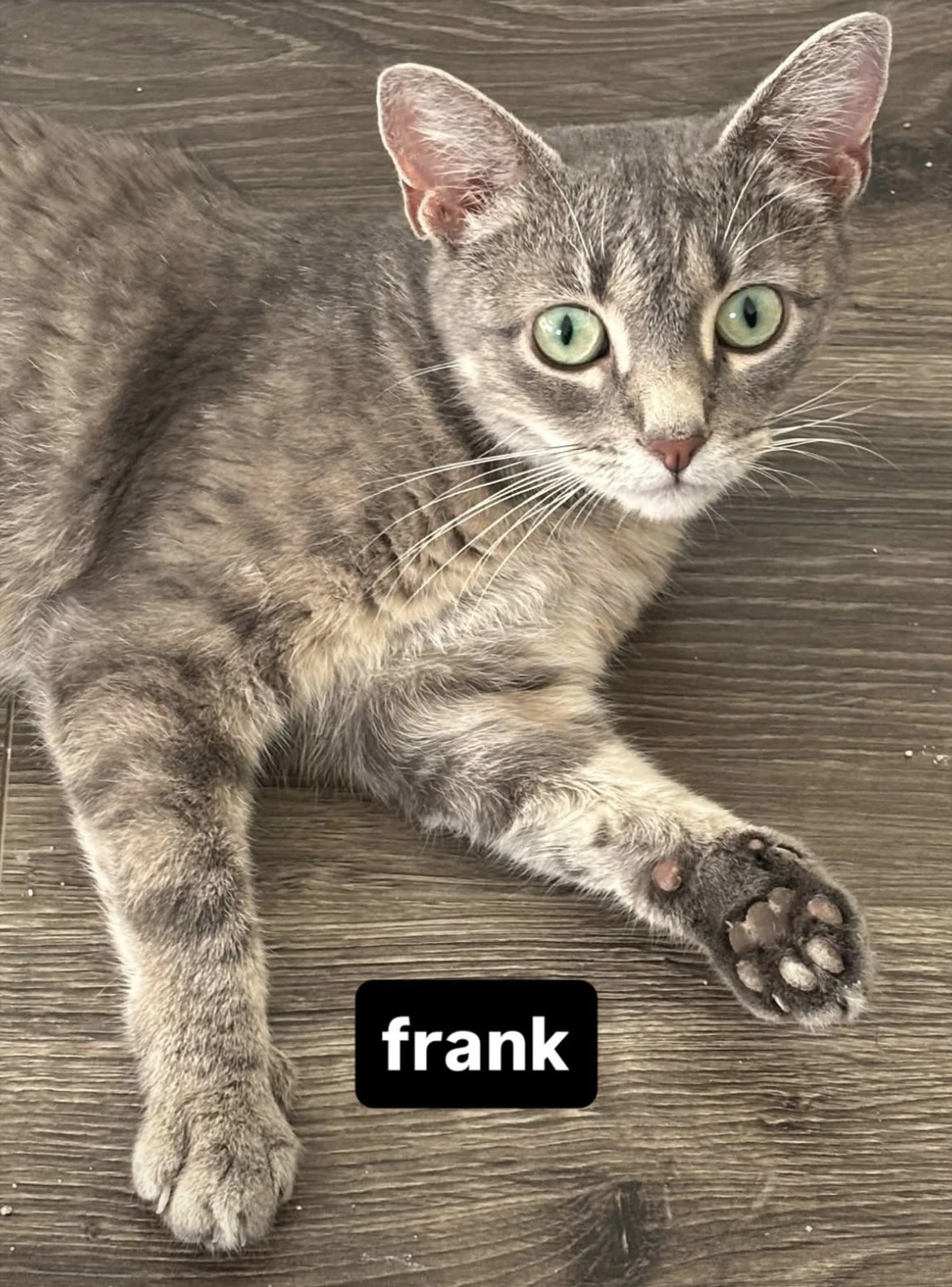 Frank Aka Frankie Female