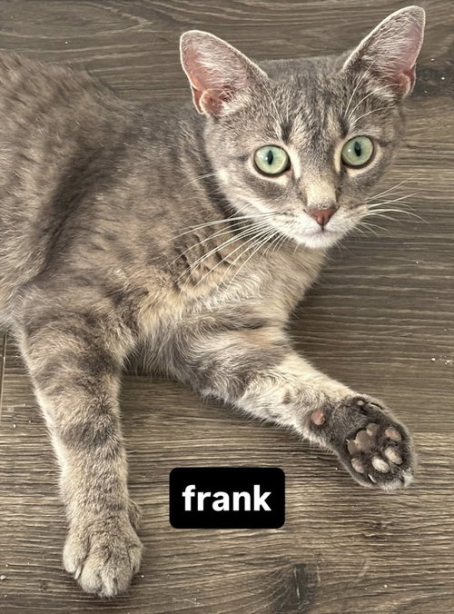 picture of the cat needing adoption