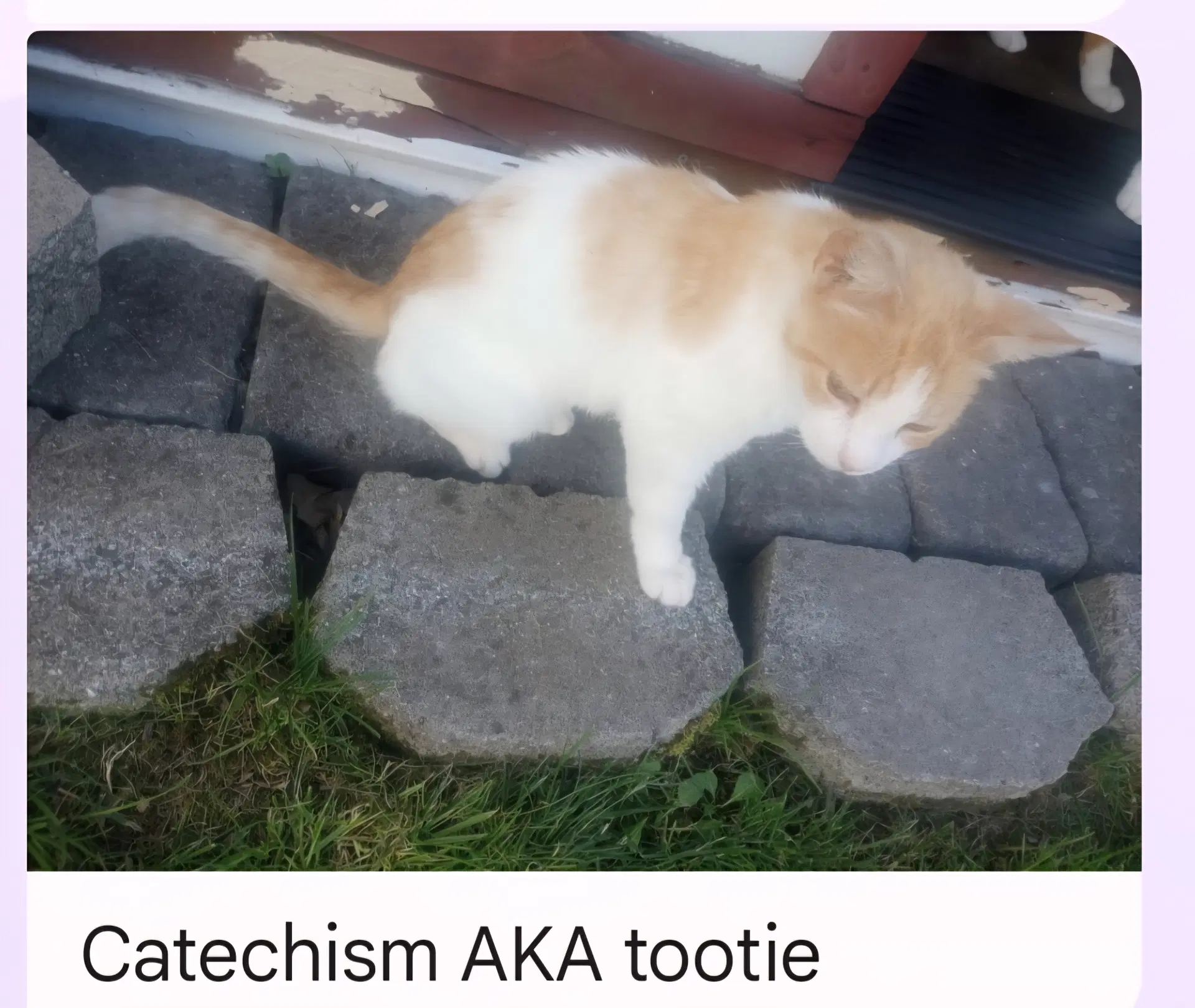 Tootie Catechism - Domestic Short Hair