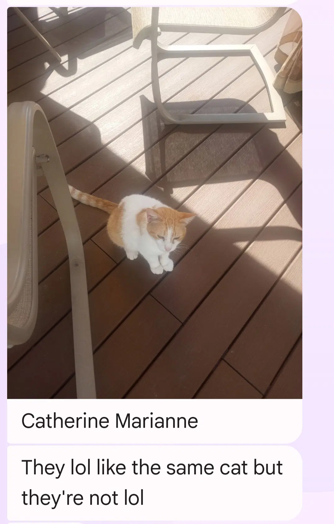Catherine Marianne - Domestic Short Hair