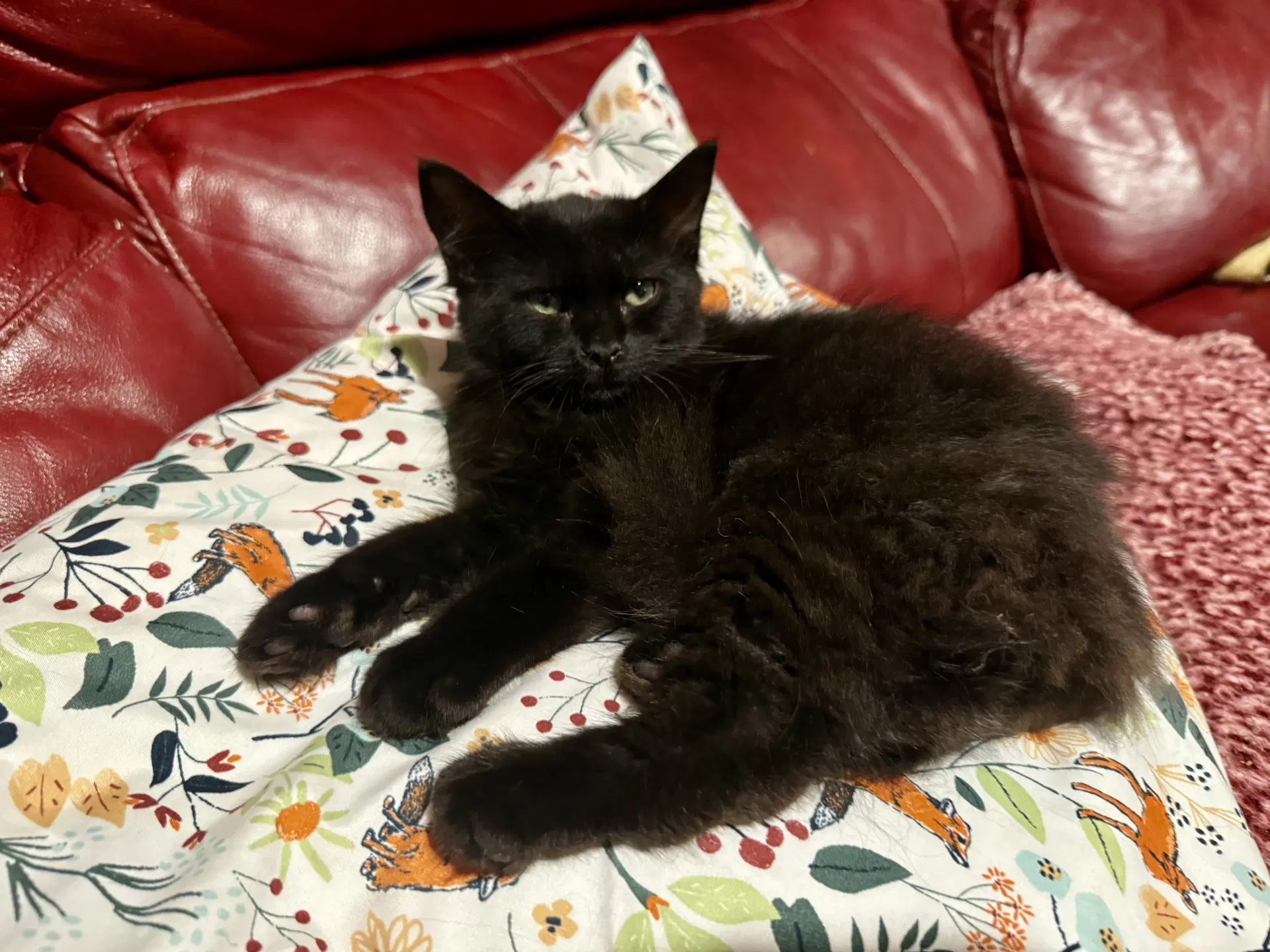 Wednesday - Domestic Long Hair