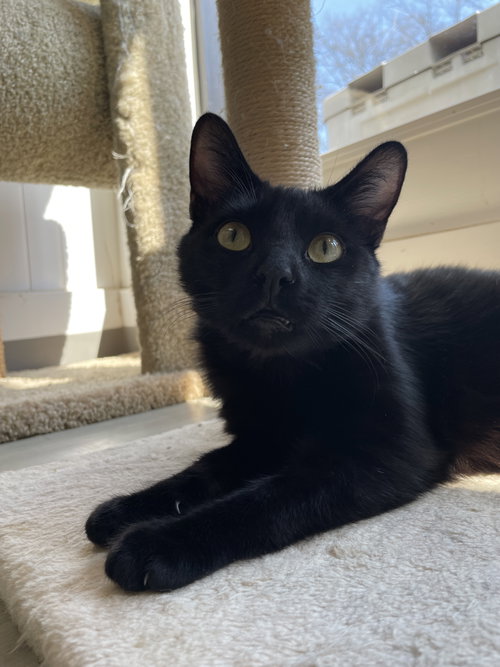 Slinky2, Baby Domestic Short Hair (short coat), cat for adoption in New Rochelle, New York