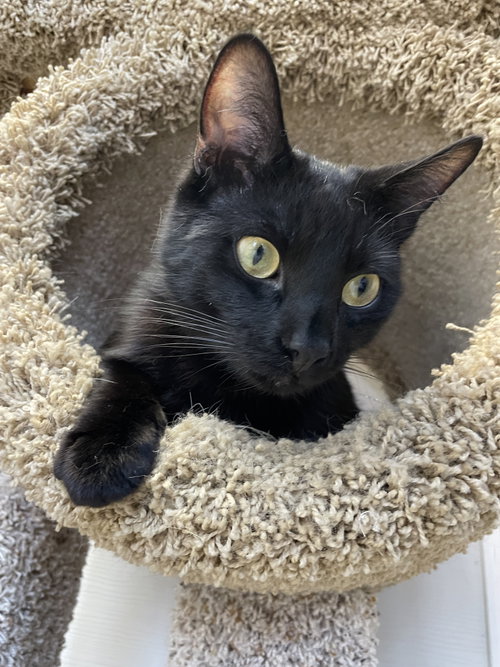 SLINKY2 - Domestic Short Hair available for adoption