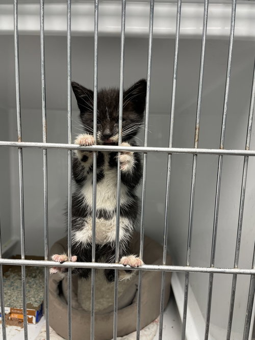 GEORGIA2 - Domestic Short Hair available for adoption