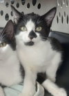 Henri (Henrietta) - Photo 2
