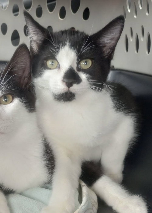 HENRI (HENRIETTA) - Domestic Short Hair available for adoption