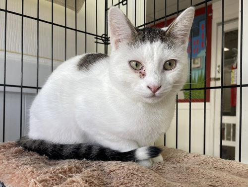 TIPPER - Domestic Short Hair available for adoption