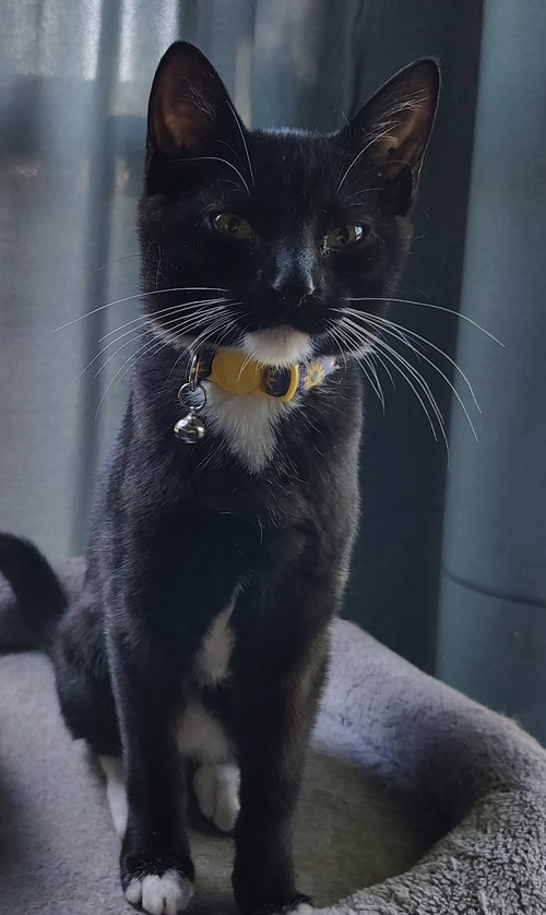 picture of the cat needing adoption