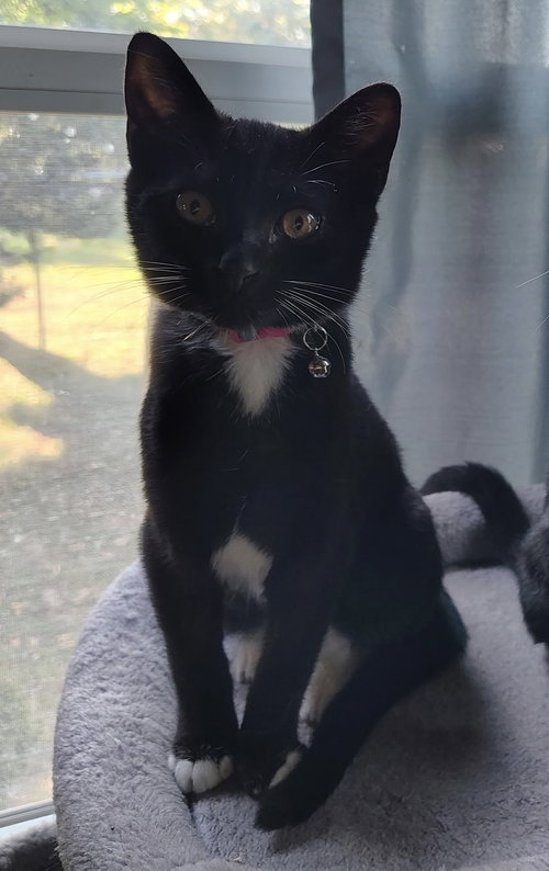 picture of the cat needing adoption