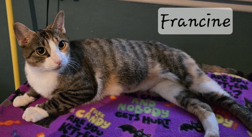 FRANCINE - Domestic Short Hair available for adoption
